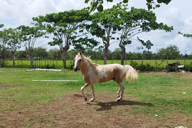 2-Hour Horseback Riding Tour at Sunset from Punta Cana - Boca de Maimón: Where the River Meets the Ocean