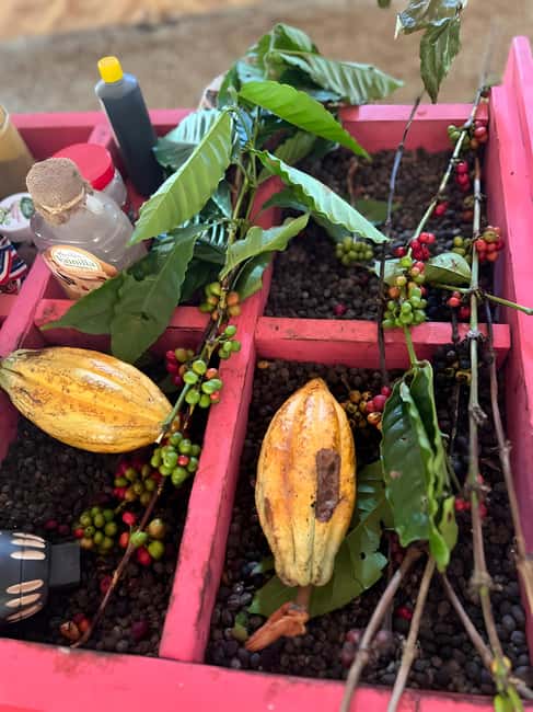 Buggy Tour in Punta Cana: Mamajuana - Coffee - Swimming in Cenote and Macao Beach - Key highlights you’ll care about