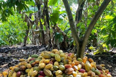 Discover Dominican life - The tastings: how to make sense of flavor on the road
