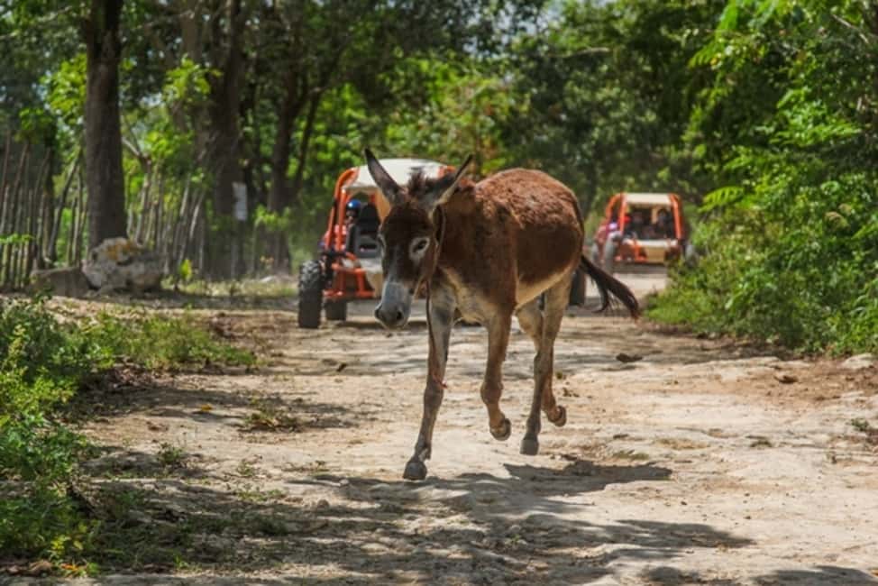 Flintstones Buggy, Cave and Adventure in Bavaro - Ranch pickup to buggy briefing: what the first 30 minutes feel like