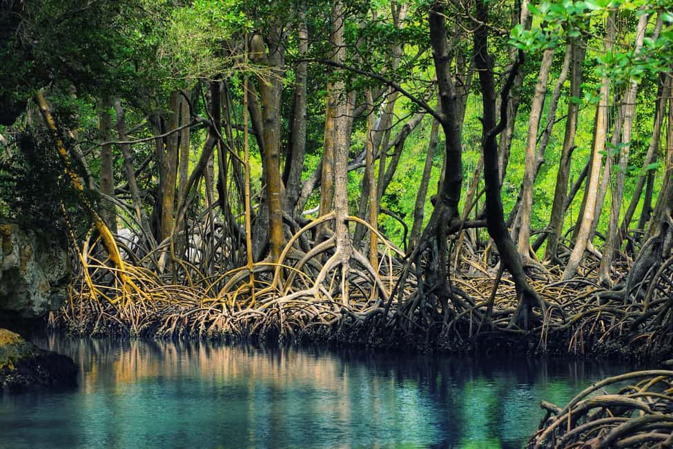 From Punta Cana: Los Haitises Trip with Montaña Redonda Tour - Key things to know before you go