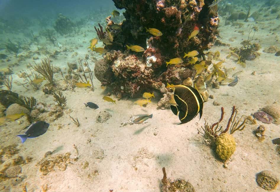 From Punta Cana or Bayahibe: Catalina Island with Snorkeling - Snorkeling on Catalina: coral reef gardens and how to make that hour count