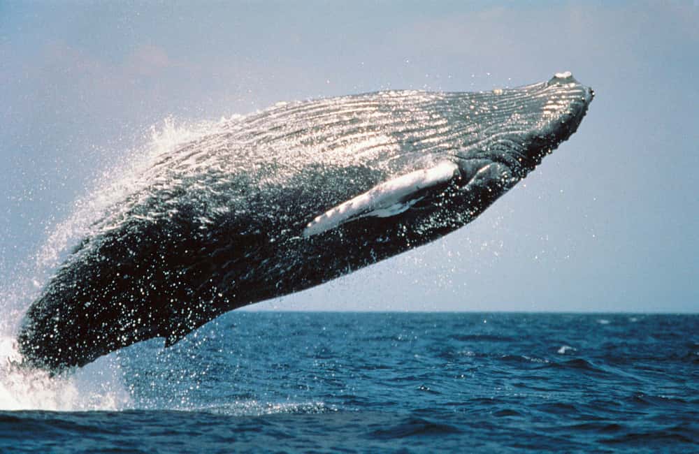 From Punta Cana: Sanctuary Whale Watching Day Trip - The Short Version: What I’d Plan Around