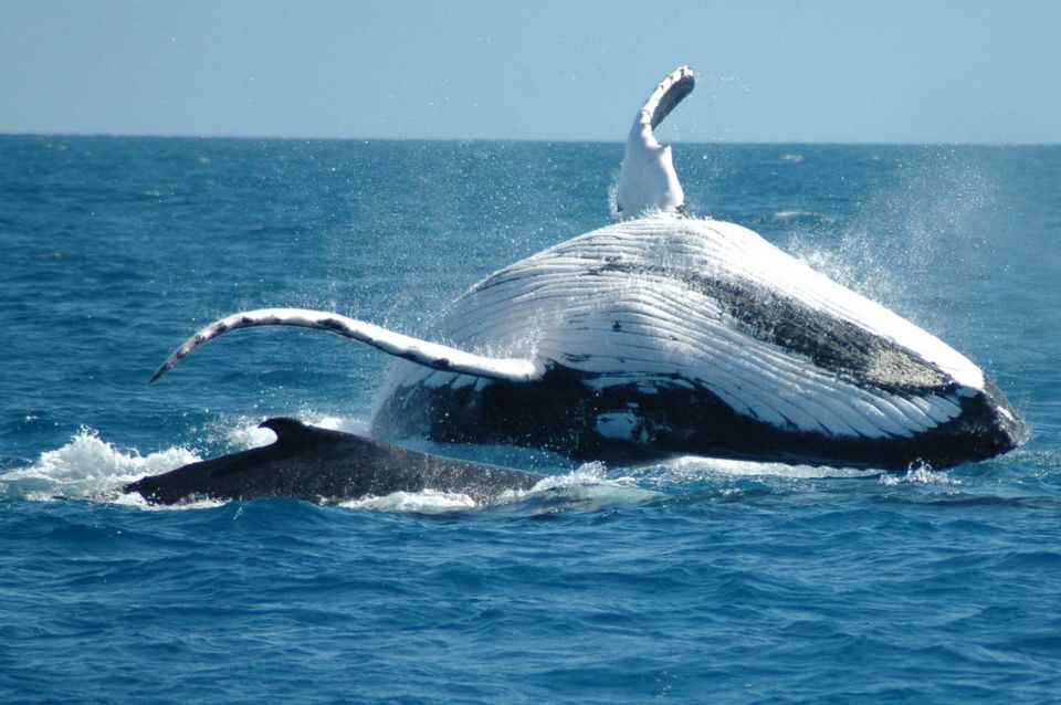 From Punta Cana: Sanctuary Whale Watching Day Trip - El Limón Waterfall and Horseback: Fun, But Watch the Tip Talk