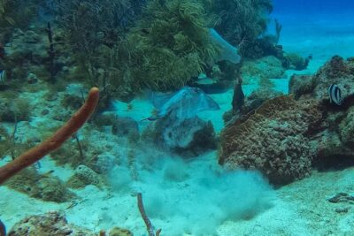 Full-Day Catalina Island Snorkeling Tour from La Romana - The West-Side Beach on Catalina: Where the Day Softens
