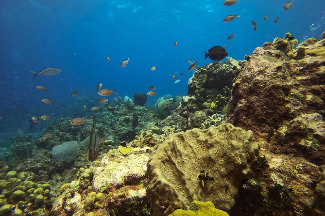 Full-Day Catalina Island Snorkeling Tour from La Romana - Boat Comfort, Seasickness, and Where You Sit