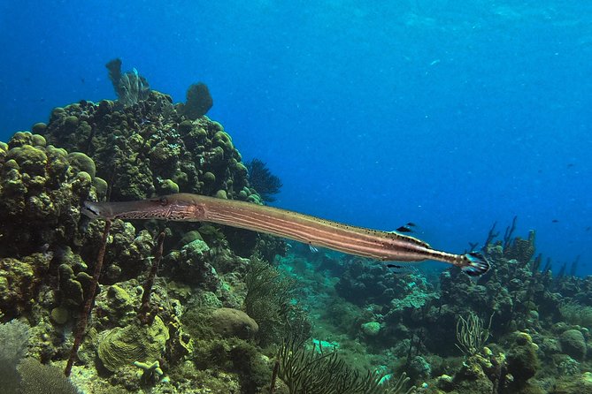 Full-Day Catalina Island Snorkeling Tour from La Romana - Price and Value From La Romana: Is $72 a Fair Deal?