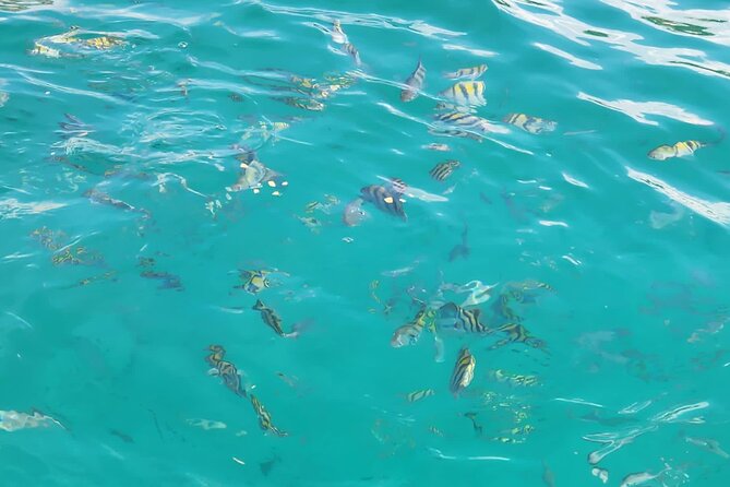 Half-day Private Catamaran Trip with Snorkeling - Natural Pool Stop: The Floating-Bar Moment in Waist-High Water