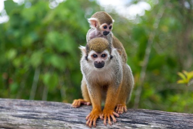 Jungle Buggies and Monkeyland from Punta Cana - Monkeyland: the 45-minute guided squirrel monkey experience