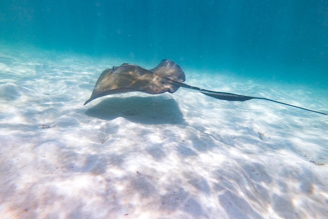 Marinarium Snorkeling Cruise from Punta Cana - Snorkeling with nurse sharks and stingrays: how to make the most of it