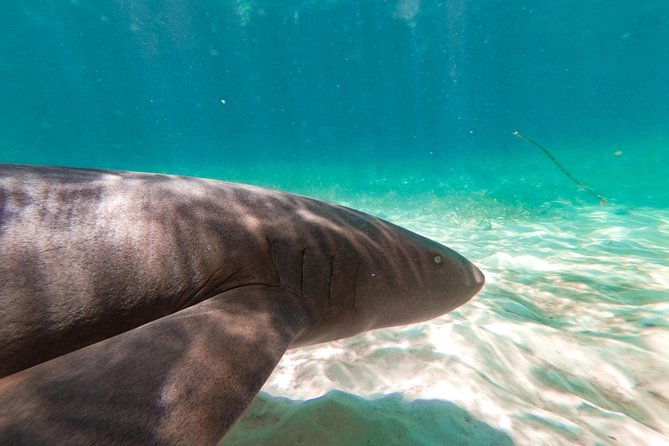 Marinarium Snorkeling Cruise from Punta Cana - Snacks, open bar, and the onboard vibe