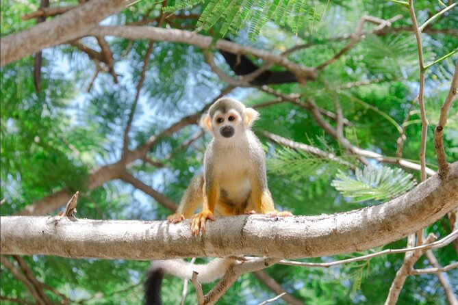 Monkey House VIP Experience with 4 species of monkeys, Punta Cana - The 2.5-hour flow: From pickup to feeding and photos