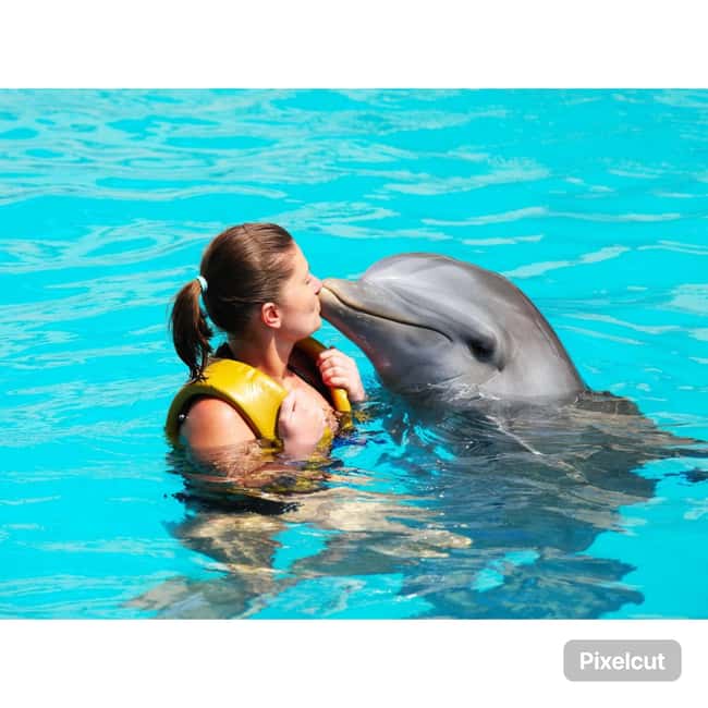 Punta Cana: Dolphin Explorer Park Entry, Swim, or Encounter - Should you book this Punta Cana Dolphin Explorer experience?