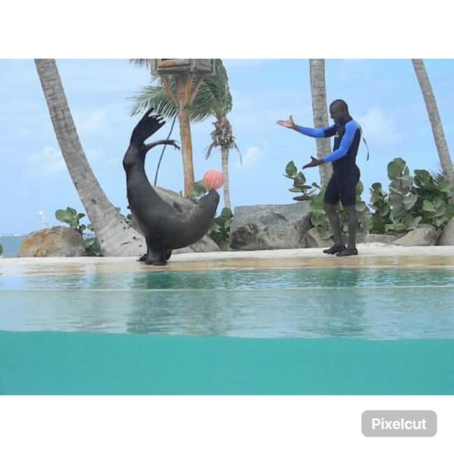 Punta Cana: Dolphin Explorer Park Entry, Swim, or Encounter - Language, guides, and how the program feels in real life