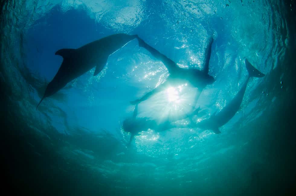 Punta Cana: Dolphin Explorer Swims and Interactions - How to Prepare: What to Bring and What to Avoid
