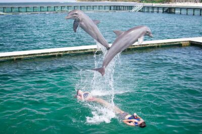 Punta Cana: Dolphin Explorer Swims and Interactions - The Three Swim Options: Explorer, Excellence, and Funtastic