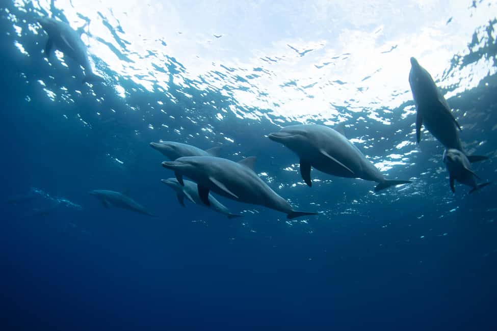 Punta Cana: Dolphin Explorer Swims and Interactions - Logistics That Affect Your Day: Pickup, Lockers, and Timing