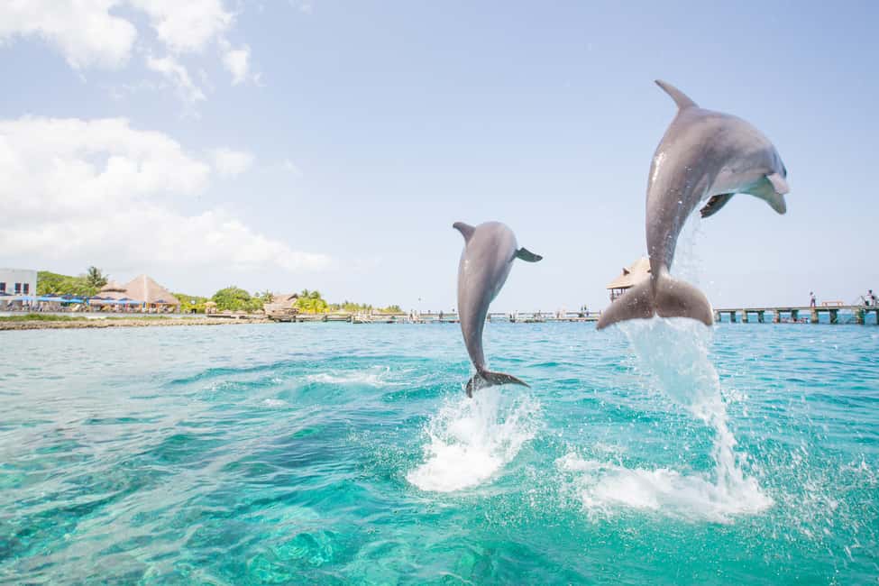 Punta Cana: Dolphin Explorer Swims and Interactions - Photo Packages and Smartphone Rules: The Part to Budget