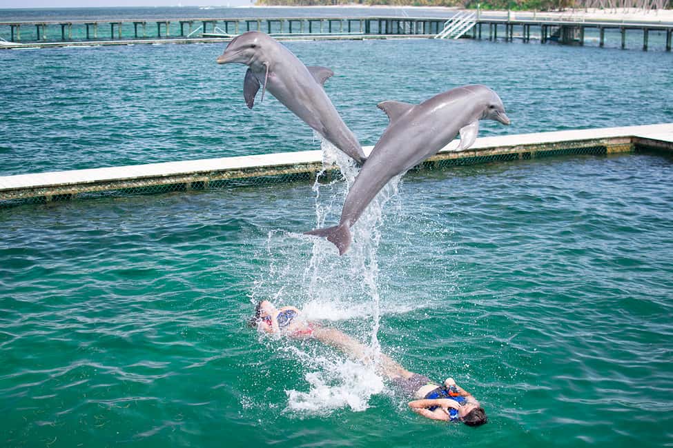 Punta Cana: Dolphin Explorer Swims and Interactions - The Three Swim Options: Explorer, Excellence, and Funtastic