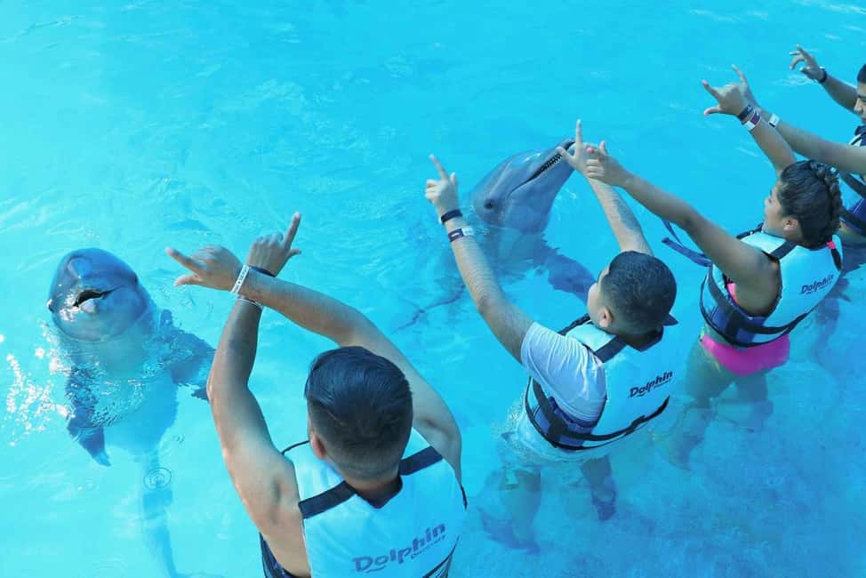 Punta Cana: Dolphin Interaction Experience & Hotel Transfers - The Photo And Video Reality Check (And Why It Matters)