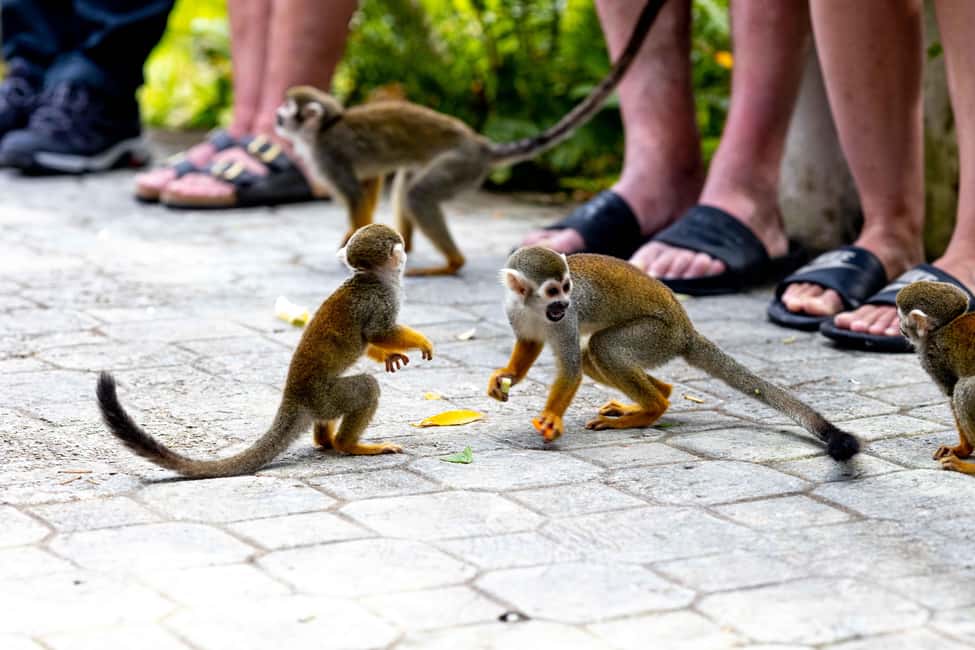 Punta Cana: Monkey Land Half-Day Safari and Plantation - Photos, lockers, and souvenirs: how to manage your money without missing the fun