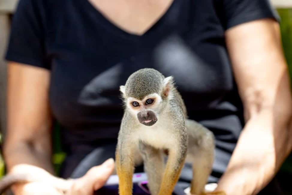 Punta Cana: Monkey Sanctuary Half-Day Tour - Monkey Sanctuary: Close-Up Time, Feeding, and Photo Moments