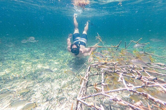 Punta Cana Private Cruise Up To 10 Snorkeling & Seafood lunch - The Floating Kitchen seafood lunch: where the money actually goes