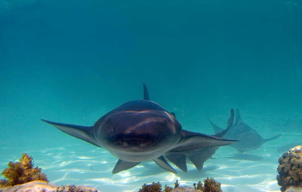Punta Cana: Reef Explorer Access w/ Sharks & Stingrays Swim - Punta Cana Reef Explorer in La Altagracia: what this trip really feels like
