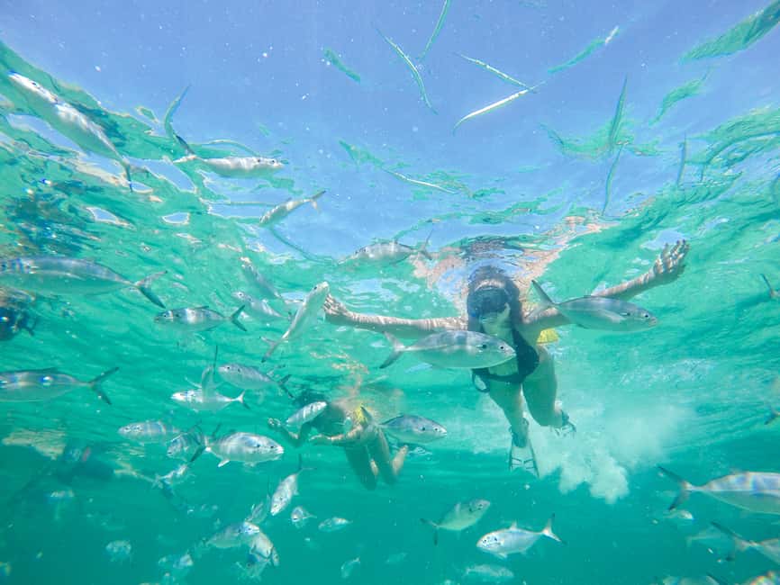 Punta Cana: Reef Explorer Access w/ Sharks & Stingrays Swim - Sharks and stingrays swim: the encounter goal and the reality check