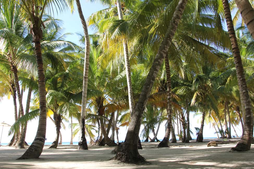 Punta Cana: Saona Island and Altos de Chavón Day Trip - Lunch at Saona: Buffet, Open Bar, and Typical Island Fare