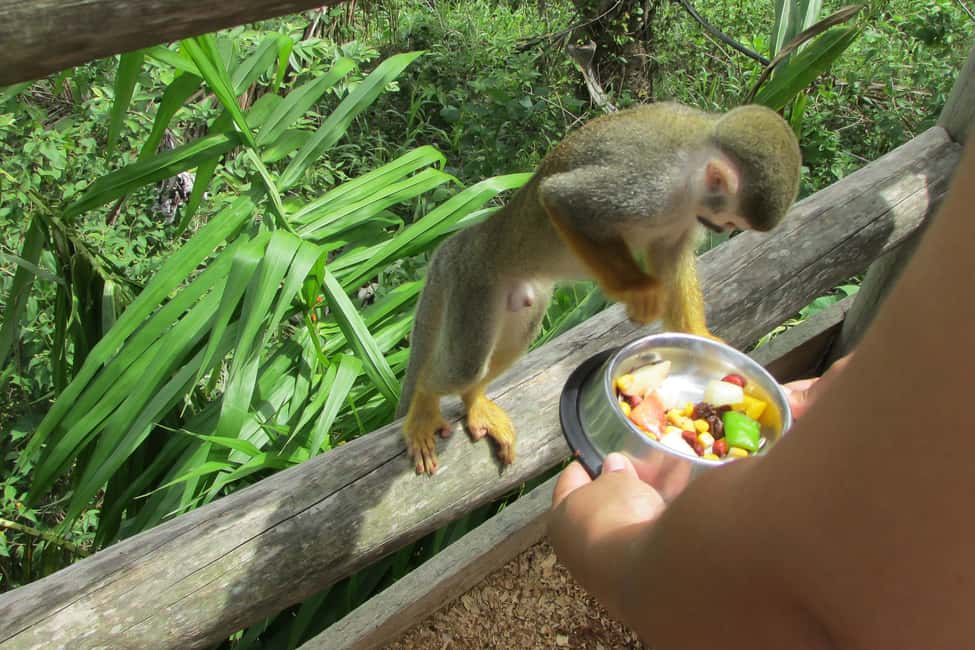 Punta Cana: Ziplines Adventures & Monkeyland Entry - Lunch and hydration: what the day feeds you during the action