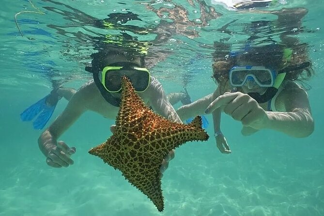 Saona Island Day Trip From Punta Cana with Lunch and Open Bar - Key Highlights You Should Care About
