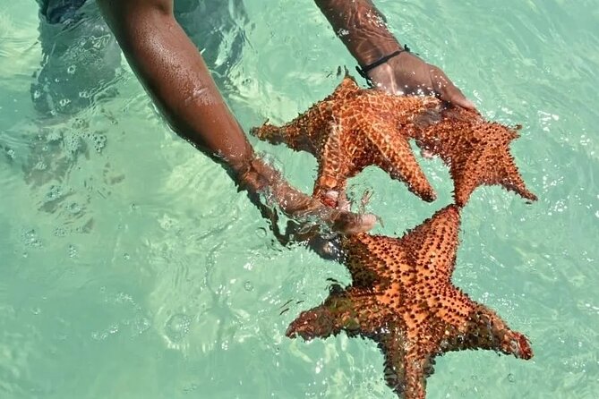 Saona Island Day Trip From Punta Cana with Lunch and Open Bar - Speedboat Out to Saona: Fast Water, Big Views