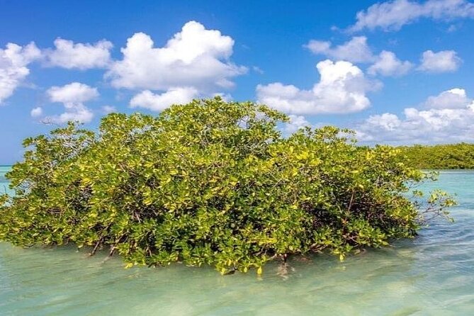Saona Island Full-Day Tour with Lunch from Punta Cana - Swim stops on the way: quick water time that doesn’t overpromise