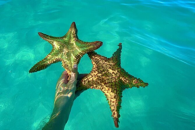 Saona Private Tour with Own Guide and Transport from Punta Cana - Playa Viva Snorkeling: Gear Provided, Timing Flexible, and Fish Feeding Included