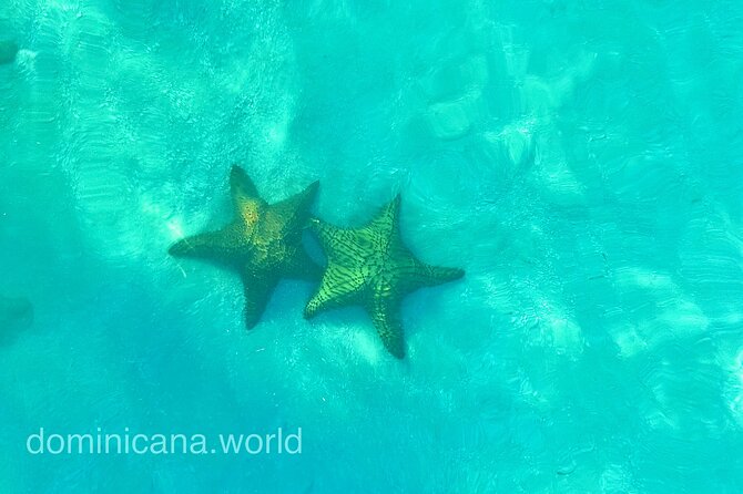 Saona Private Tour with Own Guide and Transport from Punta Cana - Putting It All Together: 9–12 Hours and a Day You Can Customize