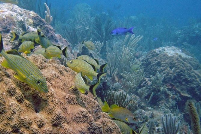 Scuba Doo Diving Experience in Punta Cana - Punta Cana on Easy Mode: What the ScubaDoo Experience Feels Like