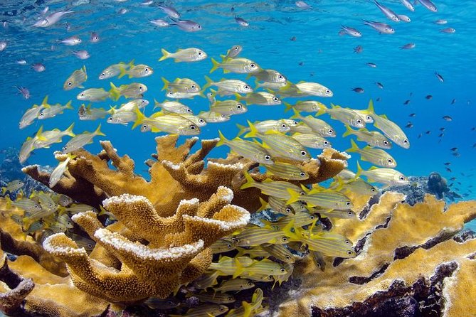 Scuba Doo Diving Experience in Punta Cana - From Boat to Platform: Meeting the Crew and Learning the Scooter