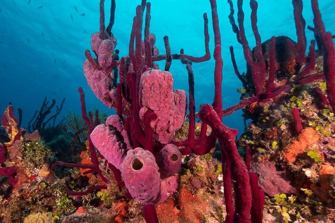 Scuba Doo Diving Experience in Punta Cana - Snorkeling at El Niño: Coral Views With a Lifeguard Nearby