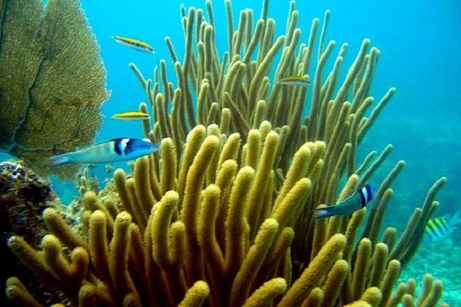 Scuba Doo Underwater Scooter in Punta Cana (Half Day) - Value for $75: Who Gets the Best Deal