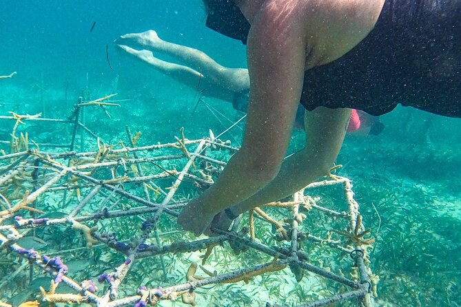 Snorkel Lovers for All Ages & Premium Seafood Lunch in Punta Cana - Stop Two: Coral Nursery Hour with Reef Conservation Learning