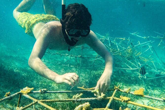 Snorkel Lovers for All Ages & Premium Seafood Lunch in Punta Cana - Food, Snacks, and Drinks: Where This Tour Feels Like a Deal