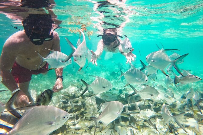 Snorkel Lovers for All Ages & Premium Seafood Lunch in Punta Cana - Who Will Enjoy This Most (and Who Might Want Something Different)