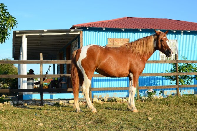 Sunset Horseback Riding Tour in Punta Cana (Private Option) - Photographer moments, optional video, and how the photos work