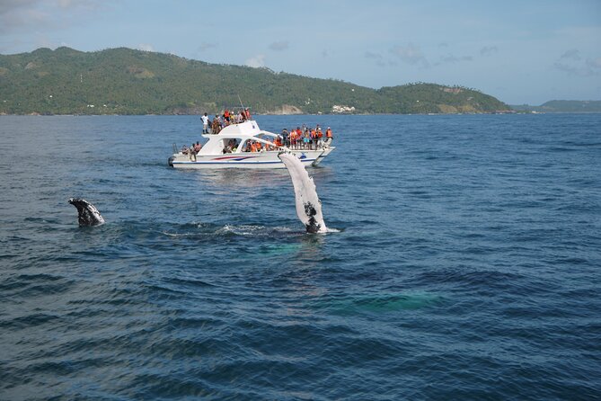 Whale Watching & Limón Waterfall Day Trip - Catamaran across Samana Bay: where the whales are the main event