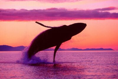 Whale Watching & Limón Waterfall Day Trip - El Salto del Limon: rainforest footsteps and a 165-foot waterfall payoff