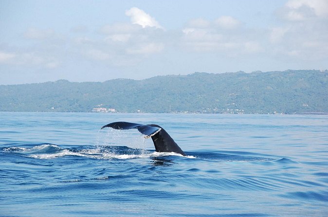Whale Watching & Limón Waterfall Day Trip - Pacing and expectations: how the day stays “full,” not “slow”